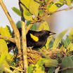 Yellow-shouldered Blackbird